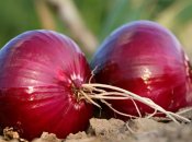 Список удобрений для подкормки лука в июле