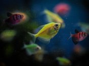 Есть несколько причин, по которым рыба может погибнуть в воде