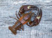 Сигнальный рак имеет особые белые пятна