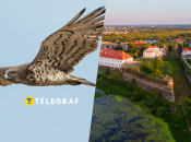 На Рівненщині живе рідкісний птах