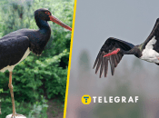 Черный аист