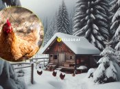 Курник взимку