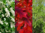 В Украине категорически запрещено сажать 13 видов деревьев