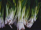 Лук будет расти красивый, большой и вкусный