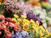 Есть много видов комнатных растений, которые не нуждаются в особом уходе.