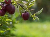 Буває й так, що дерева відмовляються цвісти