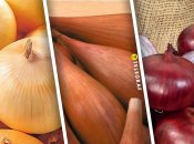 Лук сортов "Буран", "Любчик" и "Заграва"