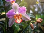 Орхідея — це одна з найбільш популярних і красивих кімнатних рослин