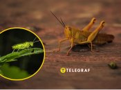 Що їсть сарана