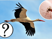 Кулик-долгоног был замечен в Украине