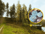 Гриб строфария сине-зеленая