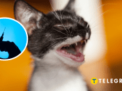 Котенок болел бешенством