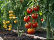 Некоторые растения привлекают вредителей на грядки с помидорами