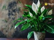 Спатифиллум является одним из самых популярных комнатных растений (изображение создано с помощью ИИ)