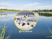 Возле водоемов может жить редкая птица