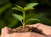 Дерева можуть пошкодити фундамент та комунікації