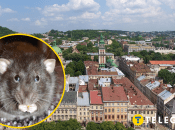 Гризуни не бояться людей