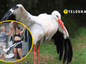 Колаж "Телеграфу"