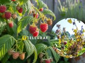 Чому сохнуть кущі малини - причини