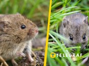 Полівка снігова