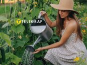 Як правильно поливати огірки — поради