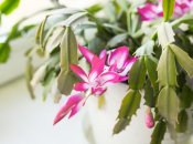 Рождественский кактус украсит любой дом