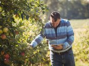 Яблоня требует правильного ухода