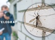 Комар-долгоножка в домах украинцев