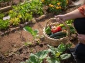 Какие овощи можно высаживать в марте