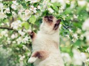 В апреле все расцветает