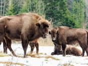 Семья зубров