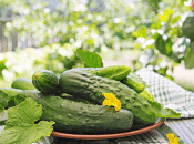 Добриво для стимуляції росту огірків