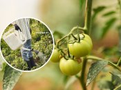Лайхак для огородников, когда обрабатывать помидоры от фитофторы