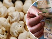 Заработок на грибах