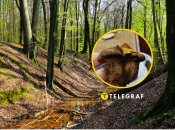 Свинушка тонка