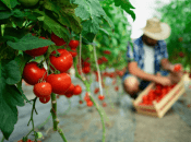 Лучшие рецепты удобрений для помидоров