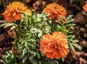 Засохлі стебла чорнобривців можуть стати гарним добривом для грядки