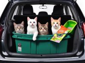 Иногда водители возят в автомобиль кошачий наполнитель