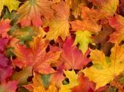 Осенние листья.