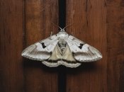 Міль може сильно нашкодити одягу  (зображення створено за допомогою ШІ)