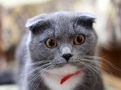 Гороскоп про Тельцов, Весов и Козерогов