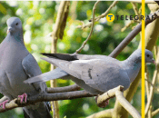 Голубь-синяк