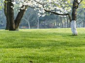 Навесні потрібно ретельно доглядати дерева в саду