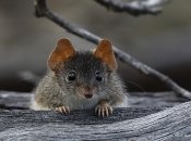 Желтоногая сумчатая мышь