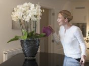 Красавица орхидея снова оживет