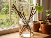 Живці винограду не дають коріння?