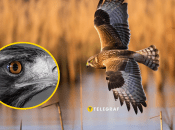 Почему ястребы появляются в городах