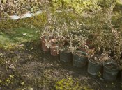 Вредители - главная проблема на участке