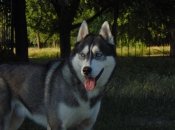 В Украине хотят оцифровывать животных