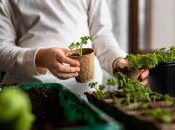 Какие семена требуют замачивания, а какие лучше сеять сухими